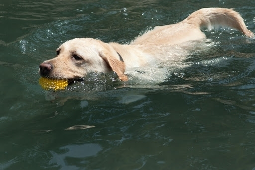 男子为测试狗能否游泳 不慎落水溺亡